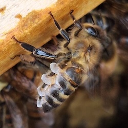 Bij maakt was door het uit te zweten